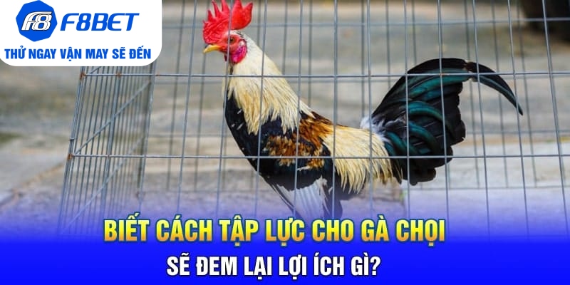 Biết Cách Tập Lực Cho Gà Chọi Sẽ Đem Lại Lợi Ích Gì?